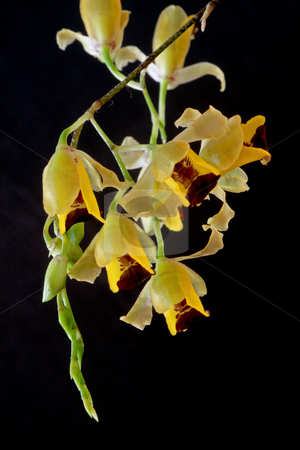 To use this stock image in your creative project, please select the size you need over to the right and click the "Add to Cart" button.
Your downloaded image will come with the Cutcaster watermark removed so don’t worry about the watermark you see on this page. Baptistonia echinata stock photo, Baptistonia echinata, Oncidium, Orchid;
photographed in March 2009 by Manuela Schueler