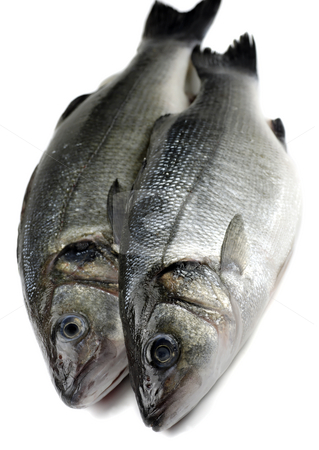 To use this stock image in your creative project, please select the size you need over to the right and click the "Add to Cart" button.
Your downloaded image will come with the Cutcaster watermark removed so don’t worry about the watermark you see on this page. Two sea bass stock photo, Two fresh sea bass by Paul Turner