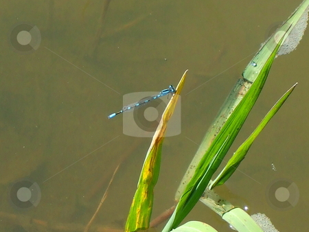 To use this stock image in your creative project, please select the size you need over to the right and click the "Add to Cart" button.
Your downloaded image will come with the Cutcaster watermark removed so don’t worry about the watermark you see on this page. Blue Dragonfly stock photo, by Michael Felix