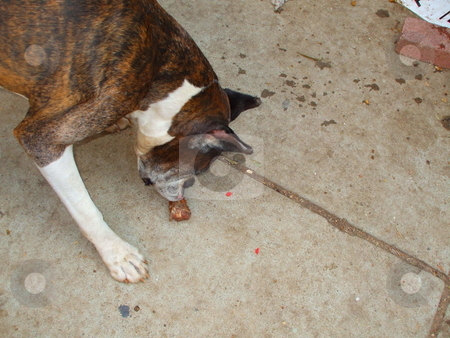To use this stock image in your creative project, please select the size you need over to the right and click the "Add to Cart" button.
Your downloaded image will come with the Cutcaster watermark removed so don’t worry about the watermark you see on this page. Boxer Dog Chewing Bone stock photo, by Michael Felix