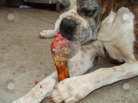 To use this stock image in your creative project, please select the size you need over to the right and click the "Add to Cart" button.
Your downloaded image will come with the Cutcaster watermark removed so don’t worry about the watermark you see on this page. Boxer Dog Chewing Bone stock photo, by Michael Felix