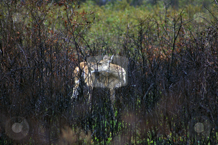 To use this stock image in your creative project, please select the size you need over to the right and click the "Add to Cart" button.
Your downloaded image will come with the Cutcaster watermark removed so don’t worry about the watermark you see on this page. Deer stock photo, Deer at Aranasas Wildlife Refuge during much needed thunderstorm. Rain drops can be seen on the reeds and leaves by Marburg