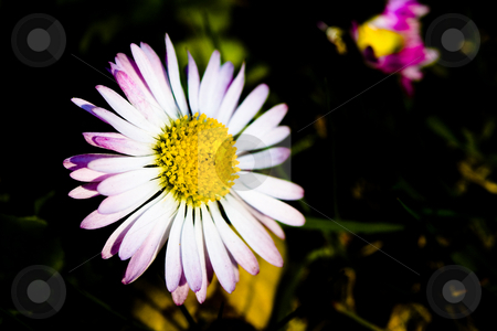 To use this stock image in your creative project, please select the size you need over to the right and click the "Add to Cart" button.
Your downloaded image will come with the Cutcaster watermark removed so don’t worry about the watermark you see on this page. Daisy stock photo, Beautiful daisy macro by Luca Bertolli