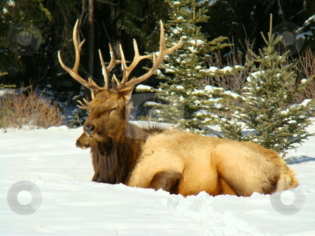 To use this stock image in your creative project, please select the size you need over to the right and click the "Add to Cart" button.
Your downloaded image will come with the Cutcaster watermark removed so don’t worry about the watermark you see on this page. Elk stock photo, Male and female elk sunny on a warm winter day by CHERYL LAFOND