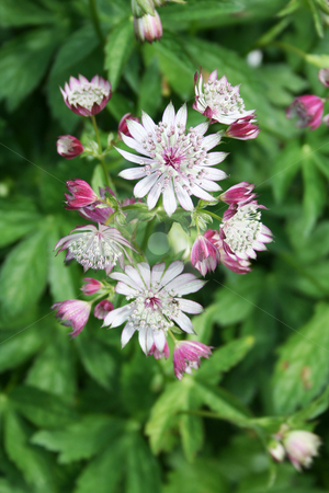 To use this stock image in your creative project, please select the size you need over to the right and click the "Add to Cart" button.
Your downloaded image will come with the Cutcaster watermark removed so don’t worry about the watermark you see on this page. Astrantia stock photo, Multiple blooms on the head of an Astrantia - one of the ruby coloured varieties by Helen Shorey