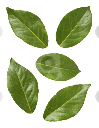 To use this stock image in your creative project, please select the size you need over to the right and click the "Add to Cart" button.
Your downloaded image will come with the Cutcaster watermark removed so don’t worry about the watermark you see on this page. Bay Leaves stock photo, Bay Leaves isolated on a white background by Danny Smythe