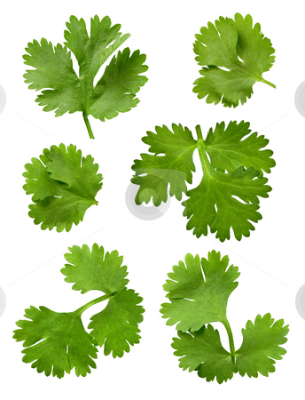 To use this stock image in your creative project, please select the size you need over to the right and click the "Add to Cart" button.
Your downloaded image will come with the Cutcaster watermark removed so don’t worry about the watermark you see on this page. Cilantro Parsley stock photo, Cilantro Parsley isolated on a white background by Danny Smythe