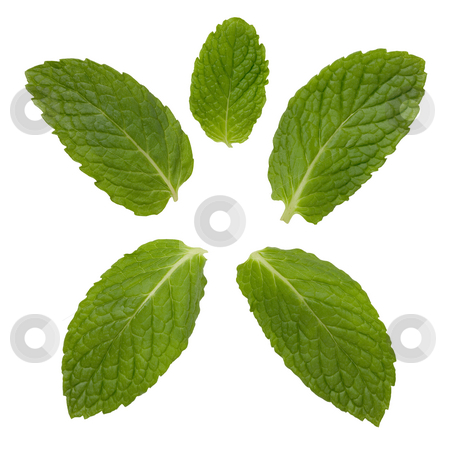 To use this stock image in your creative project, please select the size you need over to the right and click the "Add to Cart" button.
Your downloaded image will come with the Cutcaster watermark removed so don’t worry about the watermark you see on this page. Mint Leaves stock photo, Mint Leaves isolated on a white background by Danny Smythe