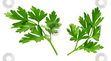 To use this stock image in your creative project, please select the size you need over to the right and click the "Add to Cart" button.
Your downloaded image will come with the Cutcaster watermark removed so don’t worry about the watermark you see on this page. Parsley stock photo, Parsley isolated on a white background by Danny Smythe