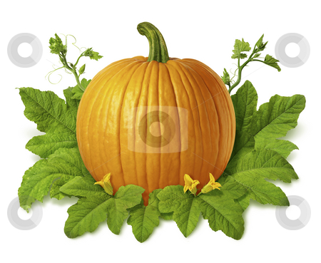 To use this stock image in your creative project, please select the size you need over to the right and click the "Add to Cart" button.
Your downloaded image will come with the Cutcaster watermark removed so don’t worry about the watermark you see on this page. Pumpkin stock photo, Pumpkin isolated on a white background by Danny Smythe