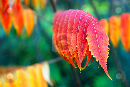 To use this stock image in your creative project, please select the size you need over to the right and click the "Add to Cart" button.
Your downloaded image will come with the Cutcaster watermark removed so don’t worry about the watermark you see on this page. Autumn leaves stock photo, Autumn red and yellow leaves outdoor on tree by Julija Sapic