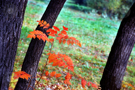 To use this stock image in your creative project, please select the size you need over to the right and click the "Add to Cart" button.
Your downloaded image will come with the Cutcaster watermark removed so don’t worry about the watermark you see on this page. Autumn leaves stock photo, Autumn red and yellow leaves outdoor on tree by Julija Sapic