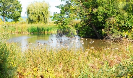 To use this stock image in your creative project, please select the size you need over to the right and click the "Add to Cart" button.
Your downloaded image will come with the Cutcaster watermark removed so don’t worry about the watermark you see on this page. Canadian geese. stock photo, An small lake with a lot of Canadian geese in green surrounding. by Horst Petzold