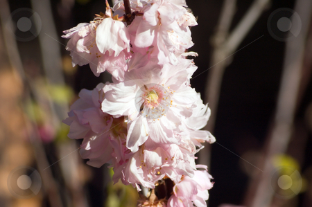 To use this stock image in your creative project, please select the size you need over to the right and click the "Add to Cart" button.
Your downloaded image will come with the Cutcaster watermark removed so don’t worry about the watermark you see on this page. Blossom stock photo, Apple blossom against blur background by Pavel Cheiko