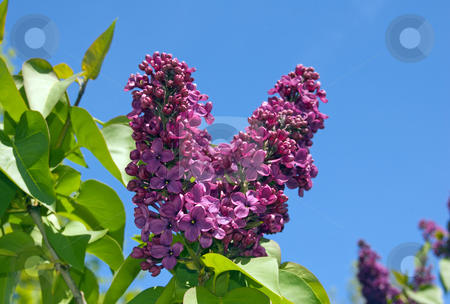 To use this stock image in your creative project, please select the size you need over to the right and click the "Add to Cart" button.
Your downloaded image will come with the Cutcaster watermark removed so don’t worry about the watermark you see on this page. Lilac stock photo, Lilac flowers on blue sky background by Pavel Cheiko