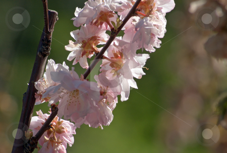 To use this stock image in your creative project, please select the size you need over to the right and click the "Add to Cart" button.
Your downloaded image will come with the Cutcaster watermark removed so don’t worry about the watermark you see on this page. Apple blossom stock photo, Apple blossom against blur background by Pavel Cheiko