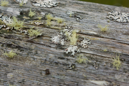 To use this stock image in your creative project, please select the size you need over to the right and click the "Add to Cart" button.
Your downloaded image will come with the Cutcaster watermark removed so don’t worry about the watermark you see on this page. Lichen and Moss stock photo, Lichen and moss on a log by Terry McClary