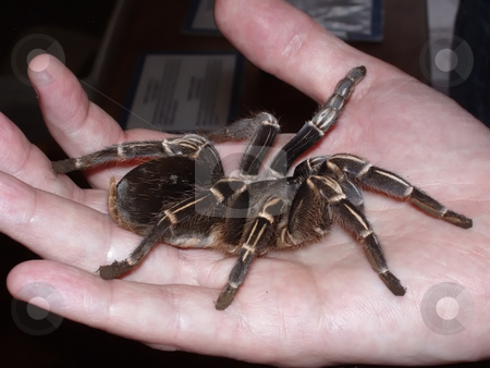 To use this stock image in your creative project, please select the size you need over to the right and click the "Add to Cart" button.
Your downloaded image will come with the Cutcaster watermark removed so don’t worry about the watermark you see on this page. Live tarantula held in palm of hand stock photo, A large, live tarantula is held in an open human hand to display its size and shape. by Alan G