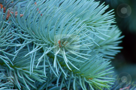 To use this stock image in your creative project, please select the size you need over to the right and click the "Add to Cart" button.
Your downloaded image will come with the Cutcaster watermark removed so don’t worry about the watermark you see on this page. Spruce stock photo, Branches of evergreen tree. by Pavel Cheiko