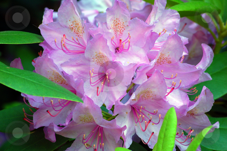 To use this stock image in your creative project, please select the size you need over to the right and click the "Add to Cart" button.
Your downloaded image will come with the Cutcaster watermark removed so don’t worry about the watermark you see on this page. Rhododendron stock photo, Fine pink rhododendron in a garden by Pavel Cheiko