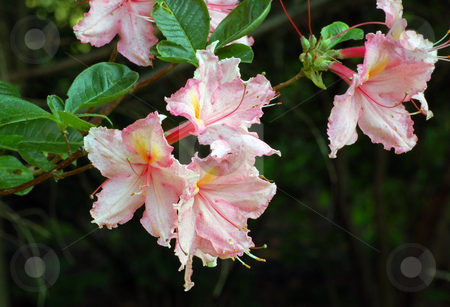 To use this stock image in your creative project, please select the size you need over to the right and click the "Add to Cart" button.
Your downloaded image will come with the Cutcaster watermark removed so don’t worry about the watermark you see on this page. Flower stock photo, Fine white and pink rododendron in a garden by Pavel Cheiko