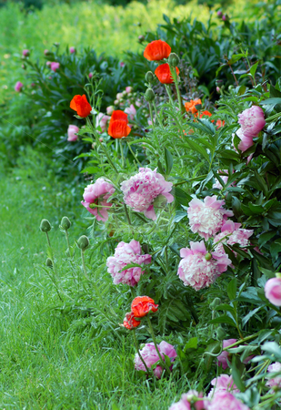To use this stock image in your creative project, please select the size you need over to the right and click the "Add to Cart" button.
Your downloaded image will come with the Cutcaster watermark removed so don’t worry about the watermark you see on this page. Poppies and peonies stock photo, Red poppies and pink peonies in garden by Pavel Cheiko