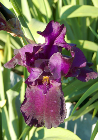 To use this stock image in your creative project, please select the size you need over to the right and click the "Add to Cart" button.
Your downloaded image will come with the Cutcaster watermark removed so don’t worry about the watermark you see on this page. Flower stock photo, Iris flower detail by Pavel Cheiko