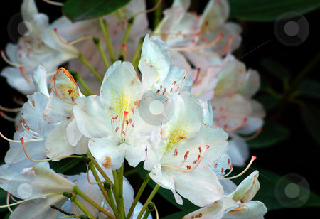 To use this stock image in your creative project, please select the size you need over to the right and click the "Add to Cart" button.
Your downloaded image will come with the Cutcaster watermark removed so don’t worry about the watermark you see on this page. Rhododendron stock photo, Fine white rhododendron flowers in a garden by Pavel Cheiko