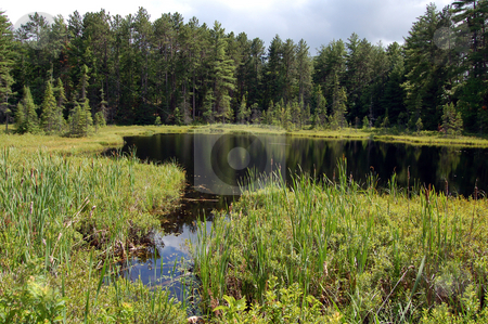To use this stock image in your creative project, please select the size you need over to the right and click the "Add to Cart" button.
Your downloaded image will come with the Cutcaster watermark removed so don’t worry about the watermark you see on this page. Marsh stock photo, Grassy marsh in sunset light by Pavel Cheiko