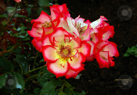 To use this stock image in your creative project, please select the size you need over to the right and click the "Add to Cart" button.
Your downloaded image will come with the Cutcaster watermark removed so don’t worry about the watermark you see on this page. Flower stock photo, Bunch of Betty Boop roses in garden by Pavel Cheiko