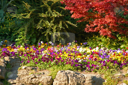 To use this stock image in your creative project, please select the size you need over to the right and click the "Add to Cart" button.
Your downloaded image will come with the Cutcaster watermark removed so don’t worry about the watermark you see on this page. Park stock photo, Colorful flowers and bushes in sunset light by Pavel Cheiko