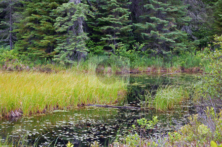 To use this stock image in your creative project, please select the size you need over to the right and click the "Add to Cart" button.
Your downloaded image will come with the Cutcaster watermark removed so don’t worry about the watermark you see on this page. Lake stock photo, Grassy marsh in sunset light by Pavel Cheiko