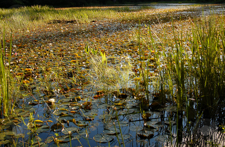 To use this stock image in your creative project, please select the size you need over to the right and click the "Add to Cart" button.
Your downloaded image will come with the Cutcaster watermark removed so don’t worry about the watermark you see on this page. Lake stock photo, Grassy marsh in sunset light by Pavel Cheiko