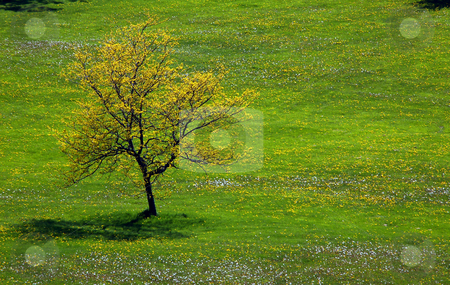 To use this stock image in your creative project, please select the size you need over to the right and click the "Add to Cart" button.
Your downloaded image will come with the Cutcaster watermark removed so don’t worry about the watermark you see on this page. Tree stock photo, Landscape - Lonely tree on the field with small flowers by Pavel Cheiko