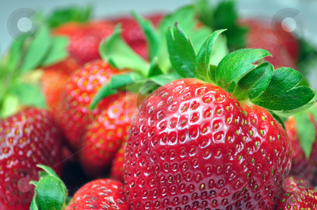 To use this stock image in your creative project, please select the size you need over to the right and click the "Add to Cart" button.
Your downloaded image will come with the Cutcaster watermark removed so don’t worry about the watermark you see on this page. Fresh strawberries stock photo, Close up of fresh, colorful, tasty, strawberries by Fernando Barozza