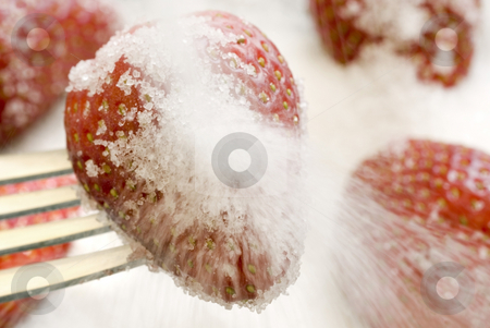 To use this stock image in your creative project, please select the size you need over to the right and click the "Add to Cart" button.
Your downloaded image will come with the Cutcaster watermark removed so don’t worry about the watermark you see on this page. Sugar and Strawberries stock photo, Granulated sugar being poured over ripe strawberries by Stephen Gibson