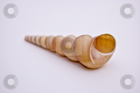 To use this stock image in your creative project, please select the size you need over to the right and click the "Add to Cart" button.
Your downloaded image will come with the Cutcaster watermark removed so don’t worry about the watermark you see on this page. Long Twisted Shell on White Background stock photo, This is a small, long twisted seashell isolated on a white background. by Valerie Garner