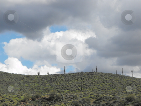 To use this stock image in your creative project, please select the size you need over to the right and click the "Add to Cart" button.
Your downloaded image will come with the Cutcaster watermark removed so don’t worry about the watermark you see on this page. The Green Desert stock photo, After winter rains the Arizona desert greens up and has a fresh, inviting look during the months of February thru May. The stretch of desert from Phoenix to Payson is particularly lush in the spring with Saguaro and other cacti at their greenest. by Dennis Thomsen