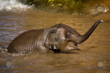To use this stock image in your creative project, please select the size you need over to the right and click the "Add to Cart" button.
Your downloaded image will come with the Cutcaster watermark removed so don’t worry about the watermark you see on this page. Baby elephant bathing in a lake stock photo, A very young baby elephant playing while bathing in a lake by Norma Cornes