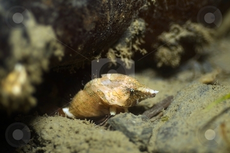 To use this stock image in your creative project, please select the size you need over to the right and click the "Add to Cart" button.
Your downloaded image will come with the Cutcaster watermark removed so don’t worry about the watermark you see on this page. Grunt Sculpin stock photo, by Greg Amptman