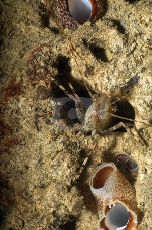 To use this stock image in your creative project, please select the size you need over to the right and click the "Add to Cart" button.
Your downloaded image will come with the Cutcaster watermark removed so don’t worry about the watermark you see on this page. Shrimp in a Hole stock photo, by Greg Amptman