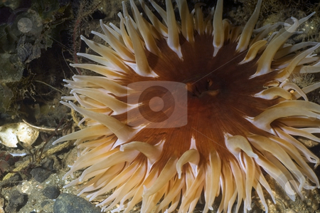To use this stock image in your creative project, please select the size you need over to the right and click the "Add to Cart" button.
Your downloaded image will come with the Cutcaster watermark removed so don’t worry about the watermark you see on this page. Sand Rose Anemone stock photo, by Greg Amptman