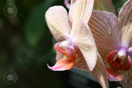 To use this stock image in your creative project, please select the size you need over to the right and click the "Add to Cart" button.
Your downloaded image will come with the Cutcaster watermark removed so don’t worry about the watermark you see on this page. Tropical Flowers and Plants stock photo, by Chris Torres