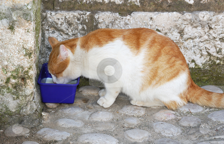 To use this stock image in your creative project, please select the size you need over to the right and click the "Add to Cart" button.
Your downloaded image will come with the Cutcaster watermark removed so don’t worry about the watermark you see on this page. Homeless cat stock photo, Homeless cat drinking milk on a street from a plastic bowl. by Ivan Paunovic