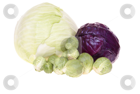 To use this stock image in your creative project, please select the size you need over to the right and click the "Add to Cart" button.
Your downloaded image will come with the Cutcaster watermark removed so don’t worry about the watermark you see on this page. Cabbages stock photo, Variable types of cabbages isolated on white background by Jolanta Dabrowska
