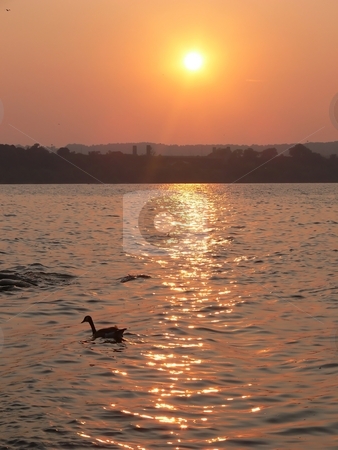 To use this stock image in your creative project, please select the size you need over to the right and click the "Add to Cart" button.
Your downloaded image will come with the Cutcaster watermark removed so don’t worry about the watermark you see on this page. Sunset on the lake stock photo, An beautiful sunset over the lake Ontario with the city on the horizon. by Horst Petzold