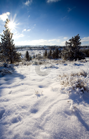To use this stock image in your creative project, please select the size you need over to the right and click the "Add to Cart" button.
Your downloaded image will come with the Cutcaster watermark removed so don’t worry about the watermark you see on this page. Fresh Winter Blanket stock photo, A fresh winter snow and heavy frost blanket the top of Tieton Ridge early one December Morning by Mike Dawson