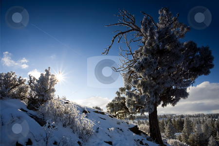 To use this stock image in your creative project, please select the size you need over to the right and click the "Add to Cart" button.
Your downloaded image will come with the Cutcaster watermark removed so don’t worry about the watermark you see on this page. Frozen Pine stock photo, A frozen Ponderoza Pine high above the Tieton River Canyon by Mike Dawson