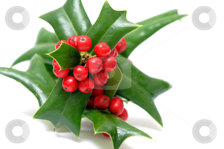 To use this stock image in your creative project, please select the size you need over to the right and click the "Add to Cart" button.
Your downloaded image will come with the Cutcaster watermark removed so don’t worry about the watermark you see on this page. Sprig of ilex stock photo, Sprig of ilex with red berries isolated over white by Natalia Macheda