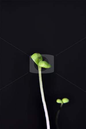 To use this stock image in your creative project, please select the size you need over to the right and click the "Add to Cart" button.
Your downloaded image will come with the Cutcaster watermark removed so don’t worry about the watermark you see on this page. Seedling stock photo, Closeup of a seedling isolated on black backgroud by Nils Volkmer